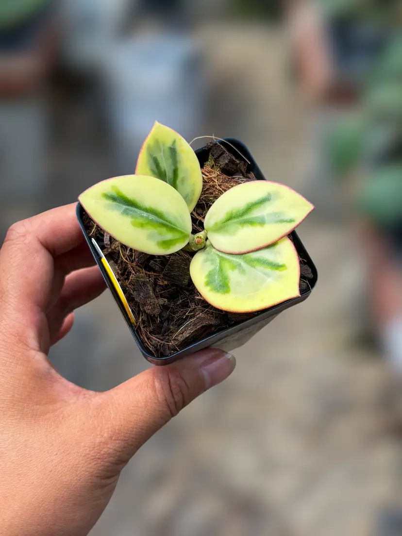 PS0857 - Hoya para 'Emerald Frost'