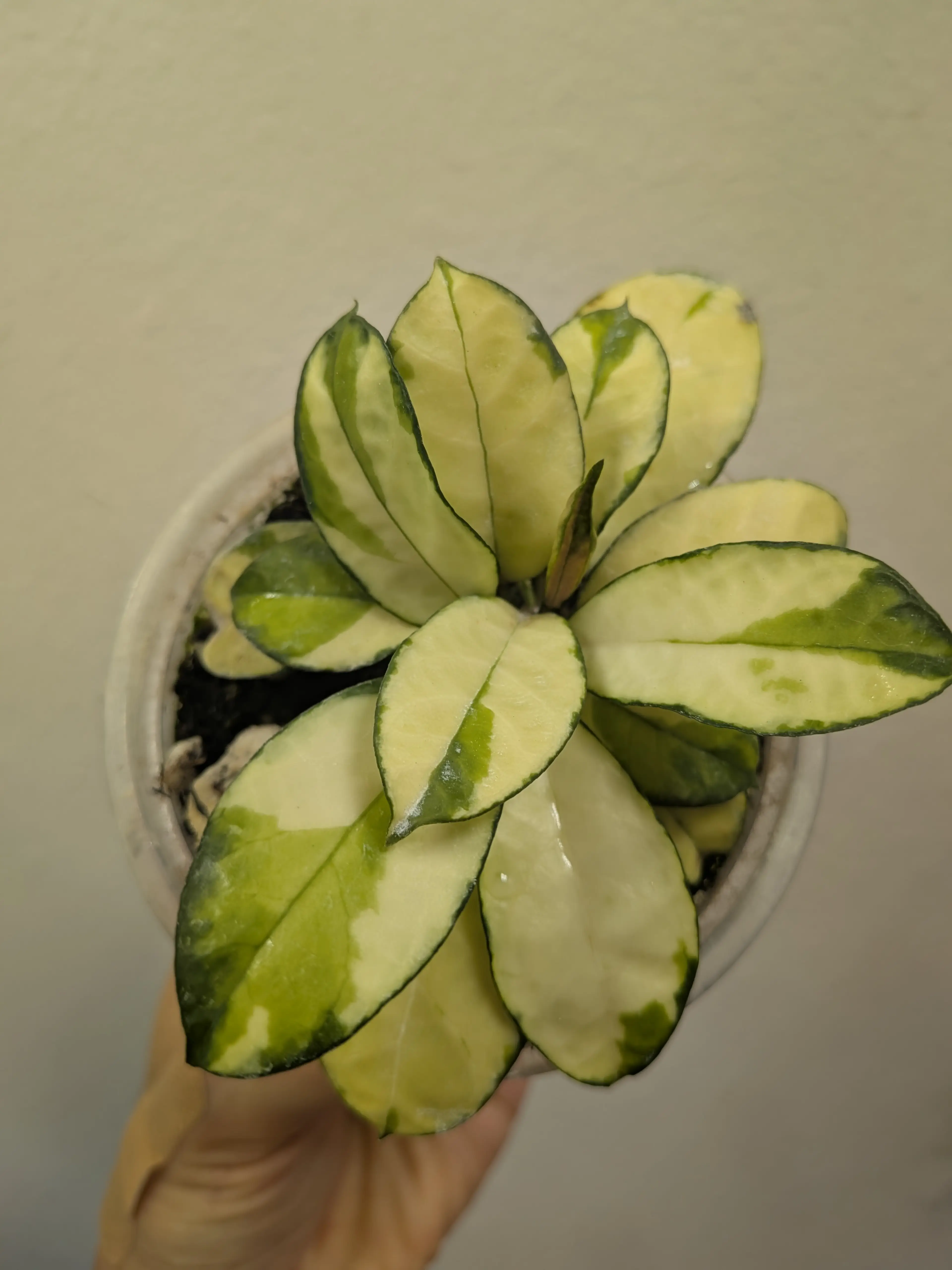 Image 2 of 6