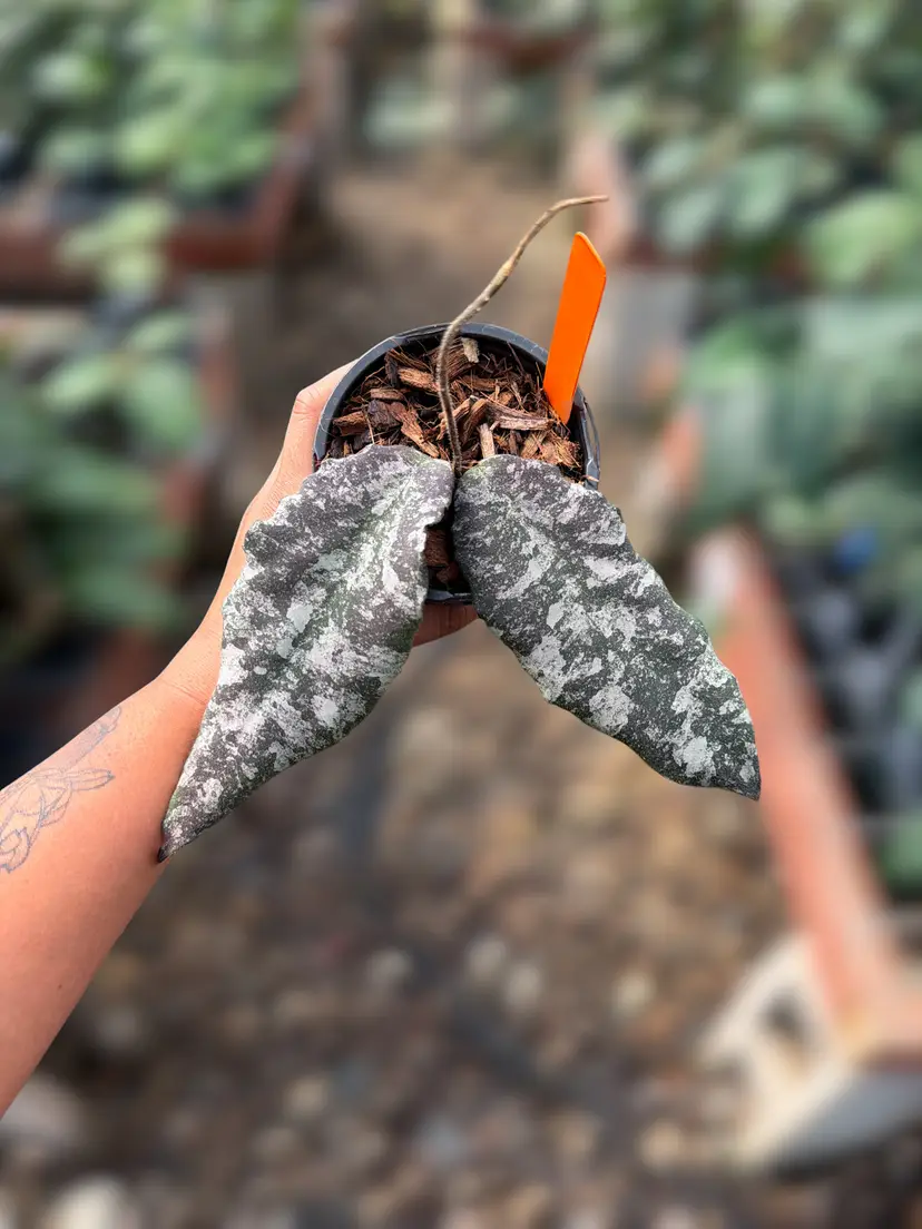 PS0123 - Hoya towutiensis (Silver)