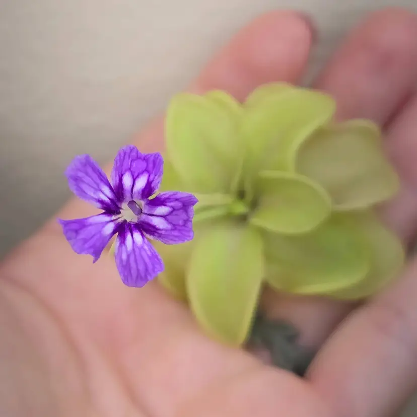 Pinguicula zecheri x emarginata