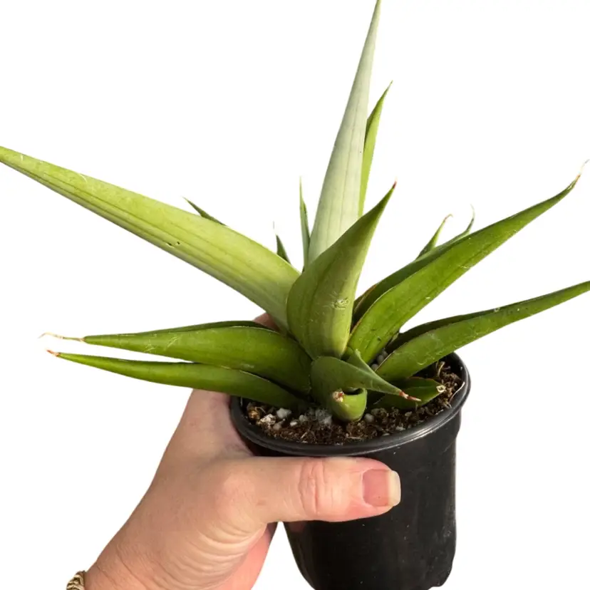Sanseveria Milano