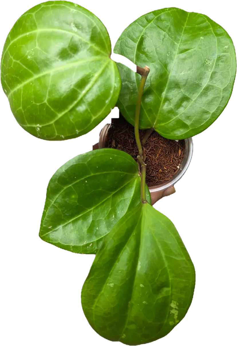 Hoya Sarawak