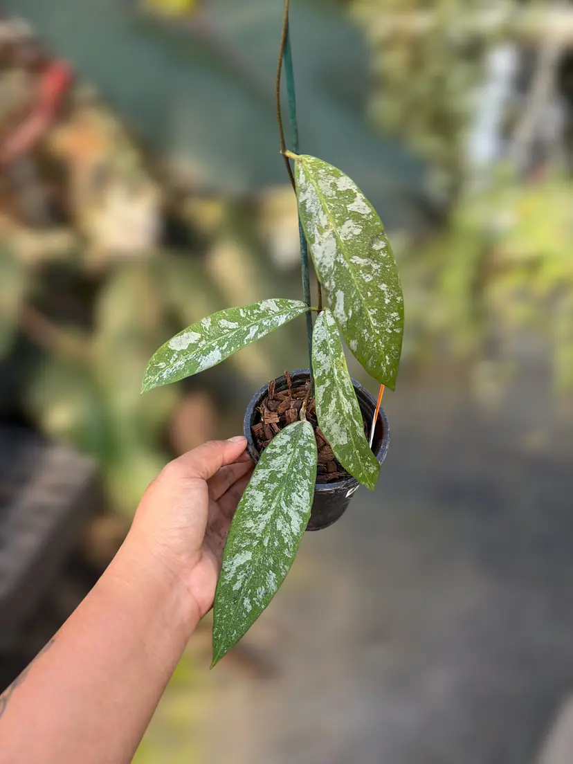 PS0899 - Hoya kaikoeana (red flower, splash)