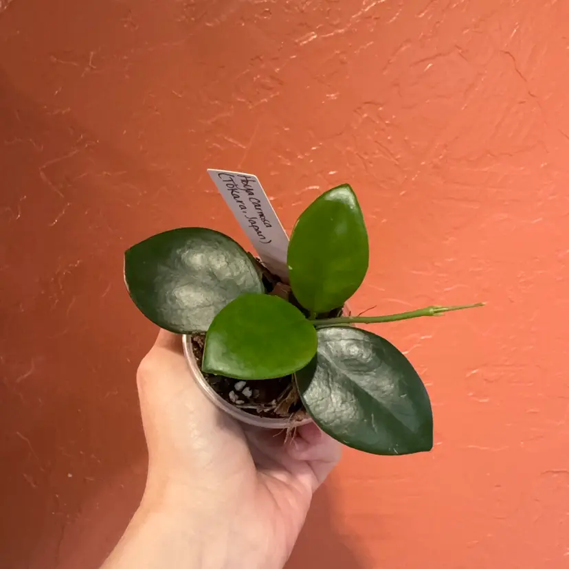 Hoya carnosa (Tokara, Japan) (Grower’s choice)