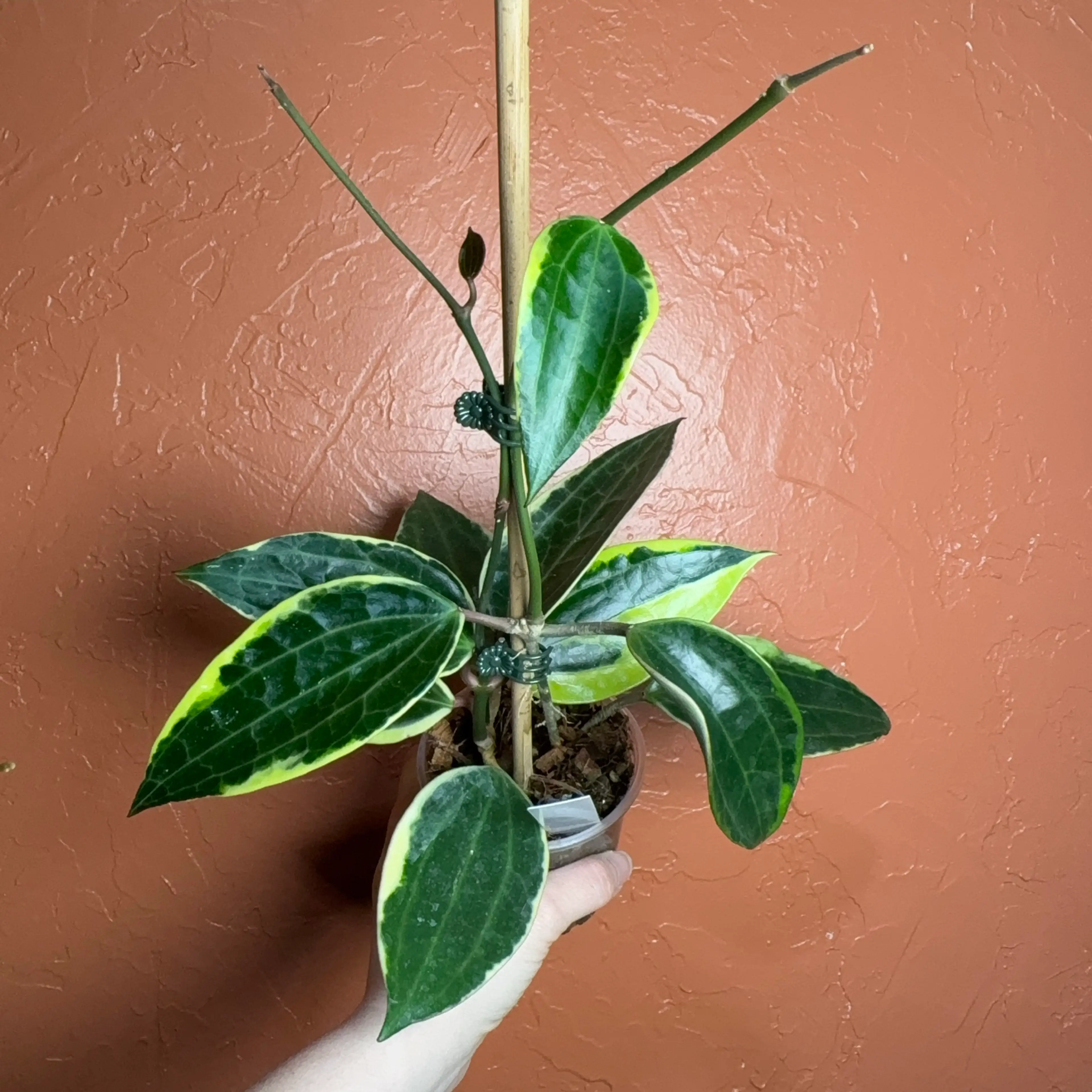 Image 2 of 4