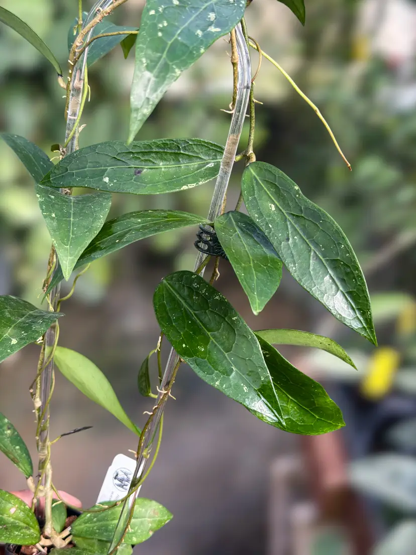 PS0100 - Hoya clemensiorum (OP)
