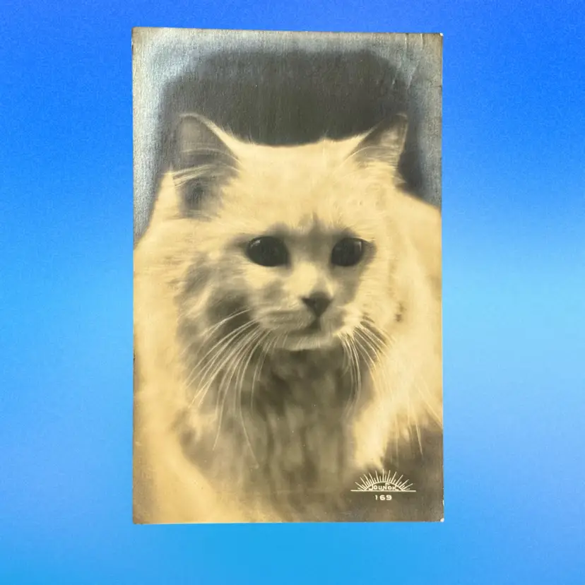 Antique Signed Jounok (#169) White Persian Cat RPPC Style France DB Postcard, Used