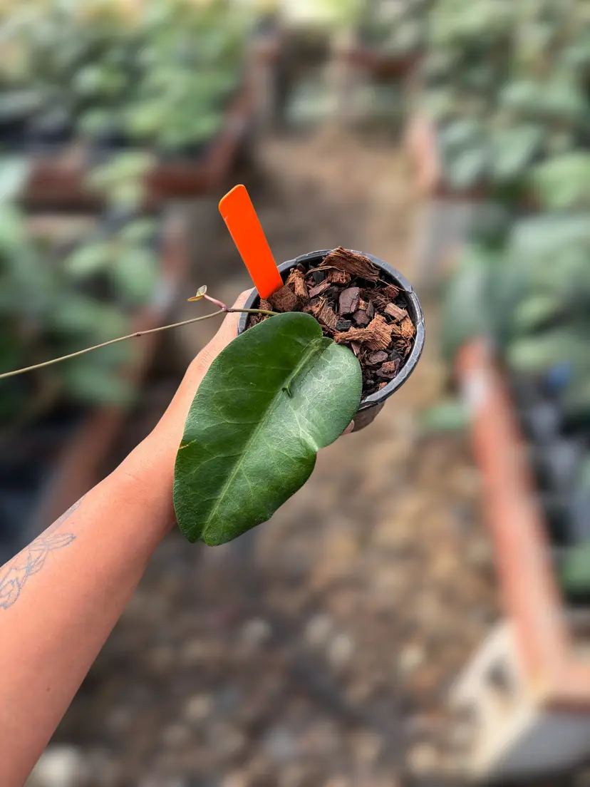 PS0124 - Hoya megalaster (Ubiyau)