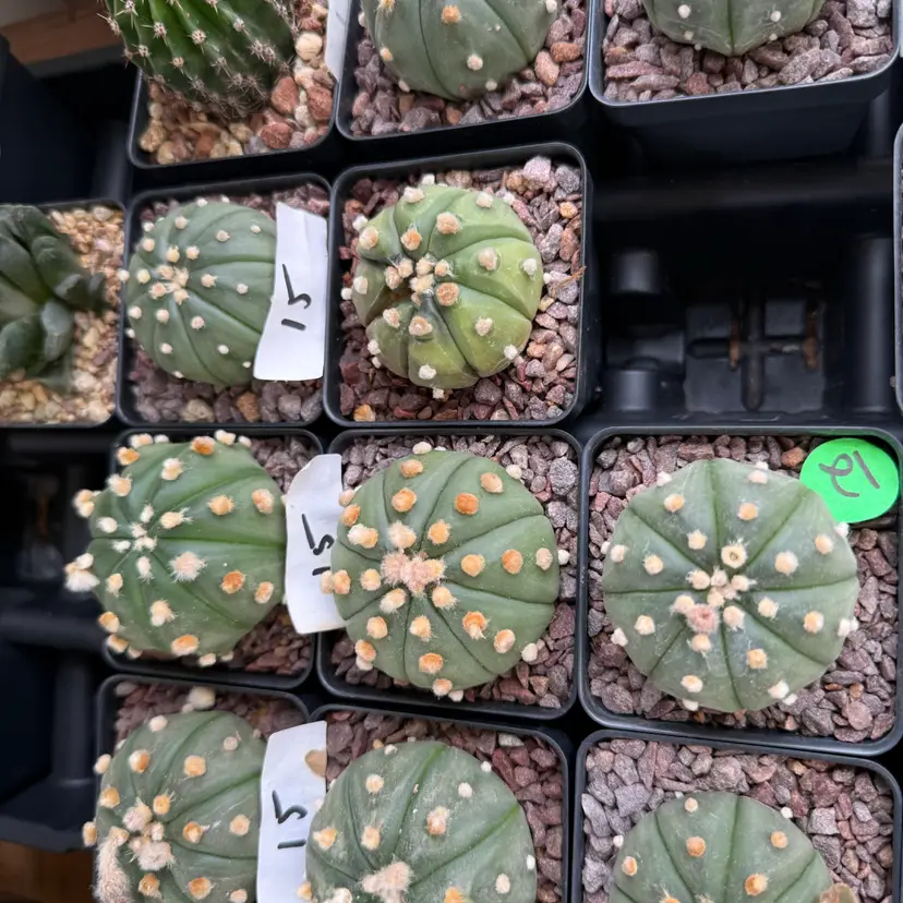 Astrophytum fluffy