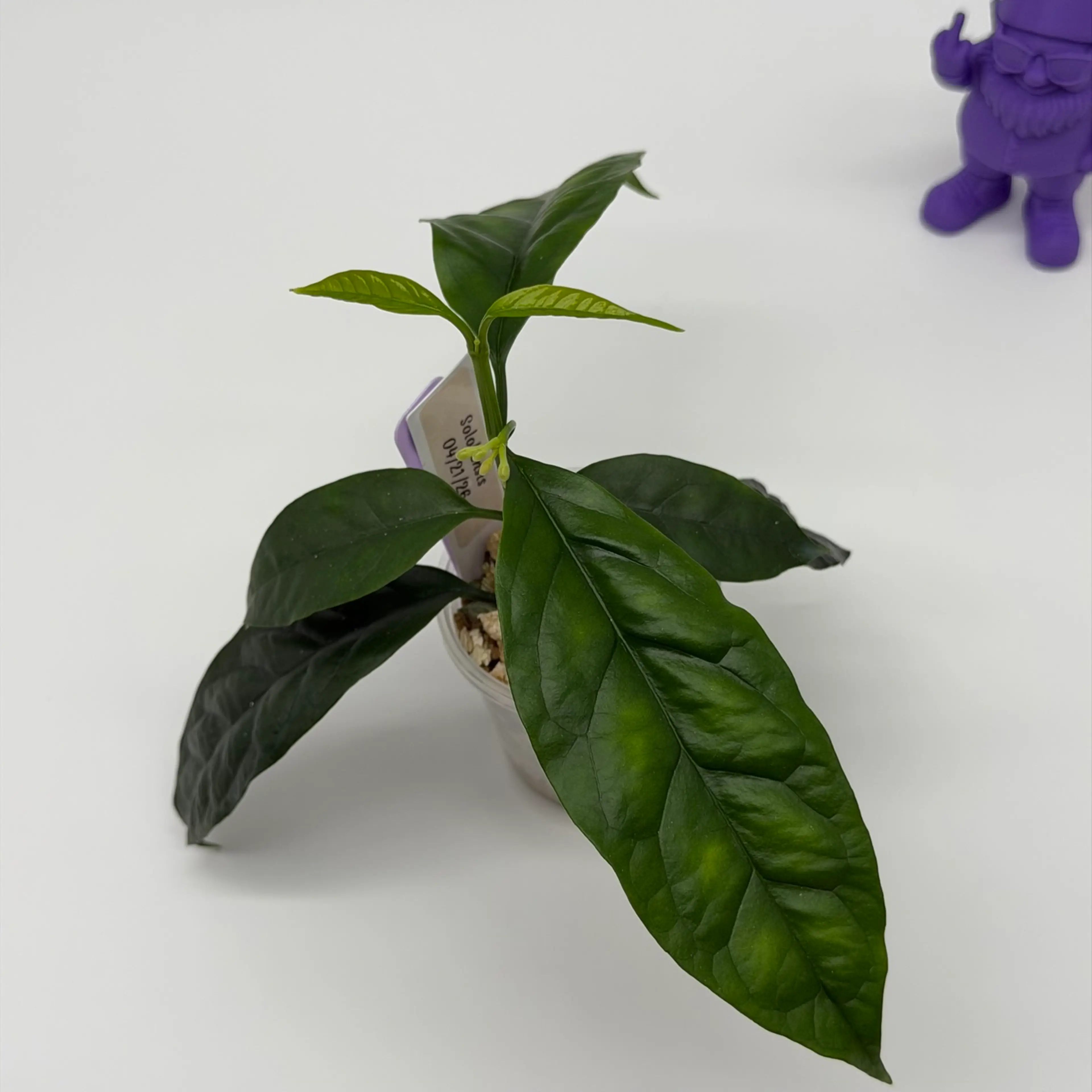 Image 3 of 4