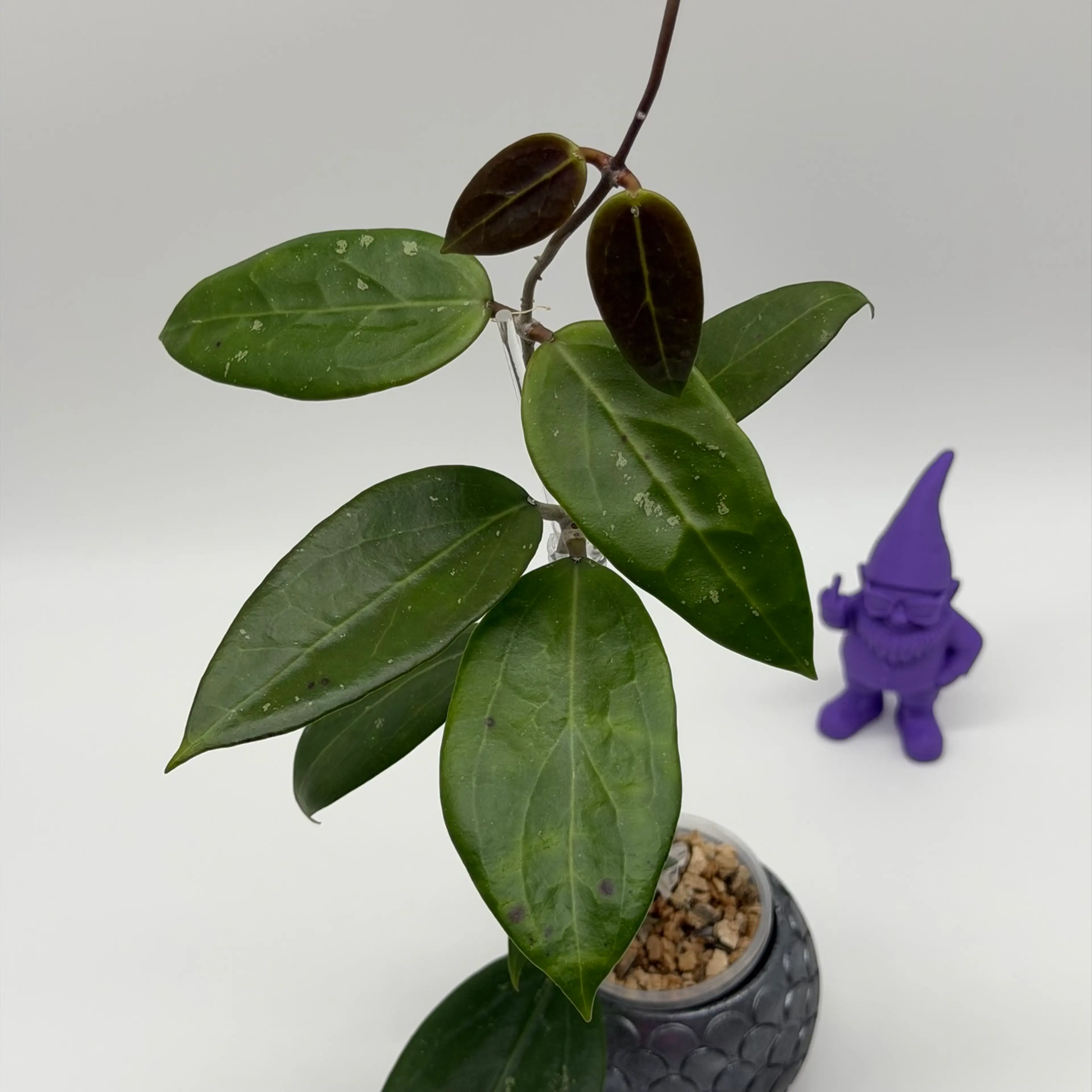 Image 2 of 3