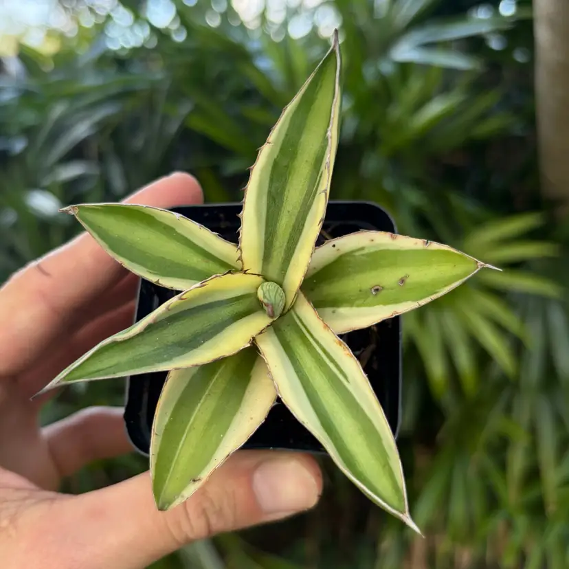 Agave Lophantha Quadricolor
