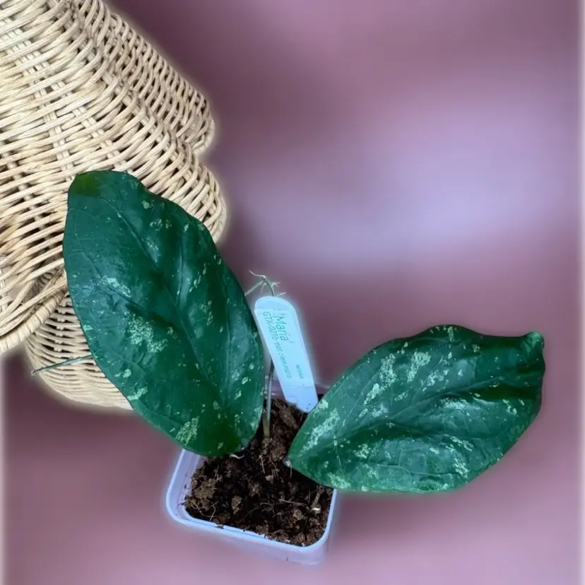 ‘Maria’ GTX-21 rooted