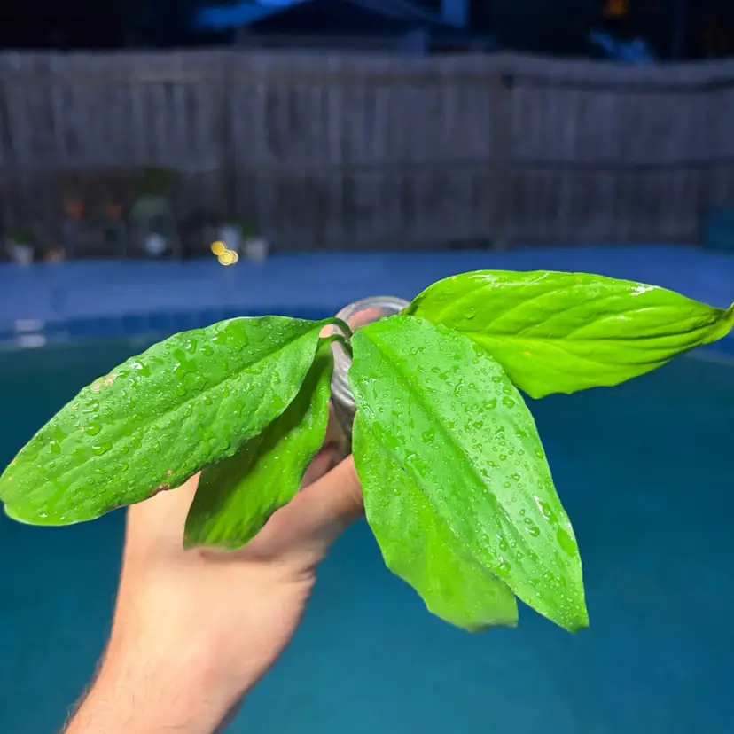 Spathiphyllum Wallisii (Peace Lily)