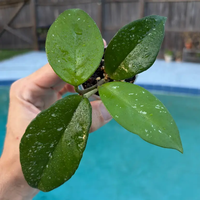 Hoya Carnosa ‘Freckles’