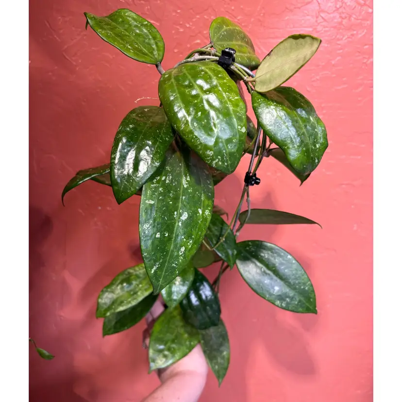 Hoya ‘Ruskin’ SRPP924-18
(Hanhiae x unk)