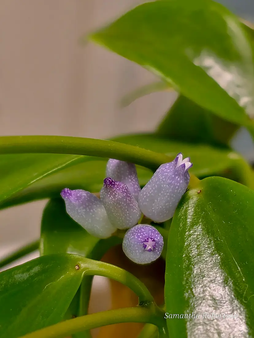 Dischidia Blue Flower
