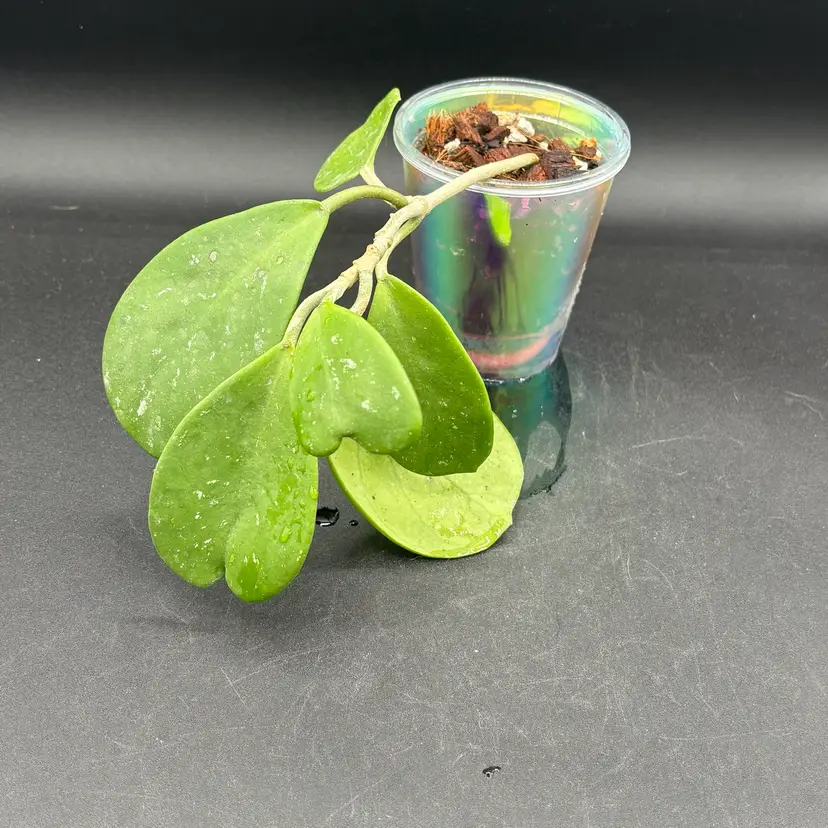 Hoya obovata - SWP