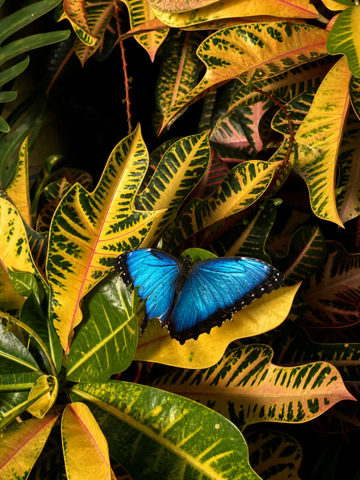 Blue butterfly on colorful leaves