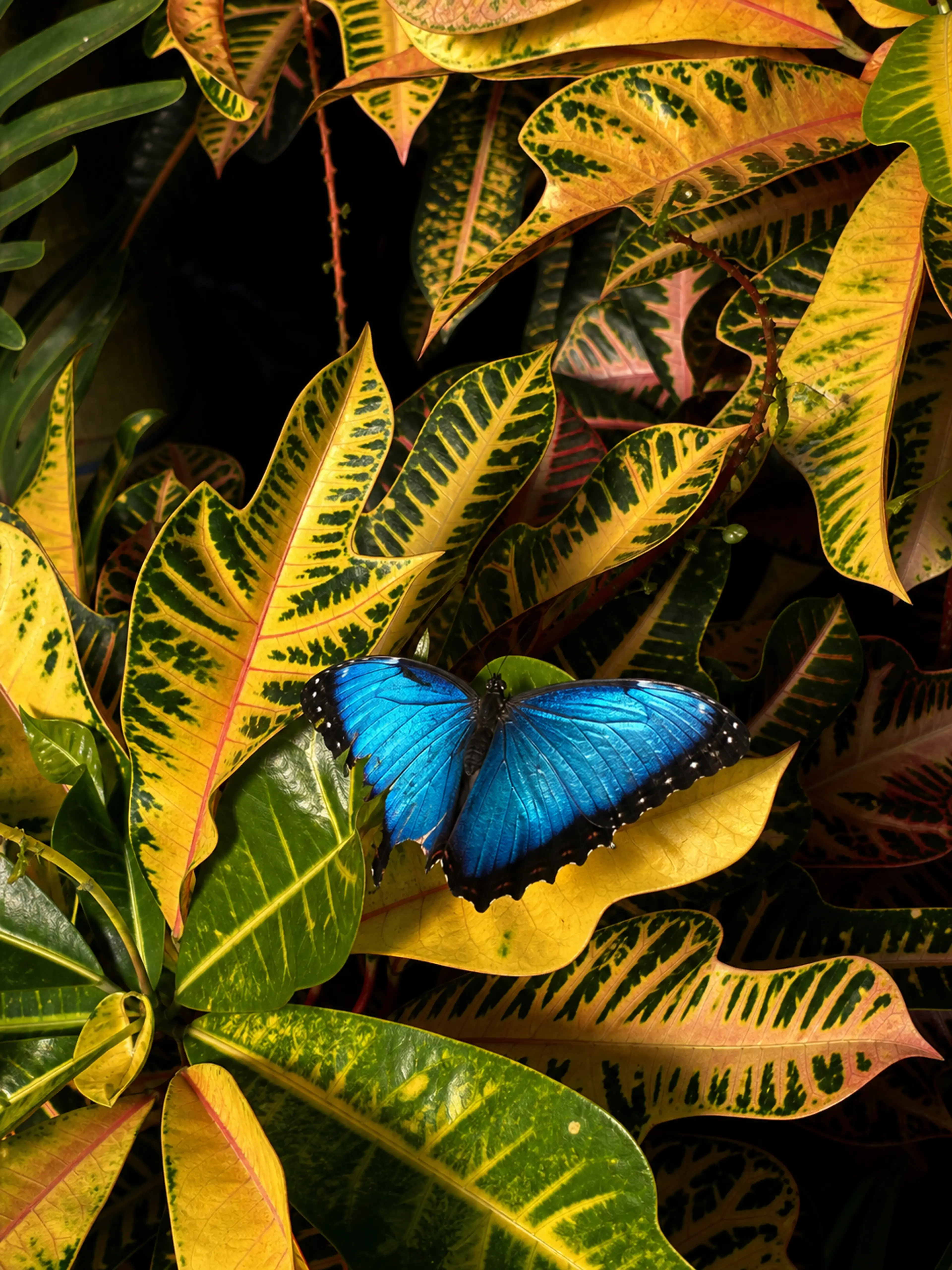 Blue butterfly on colorful leaves