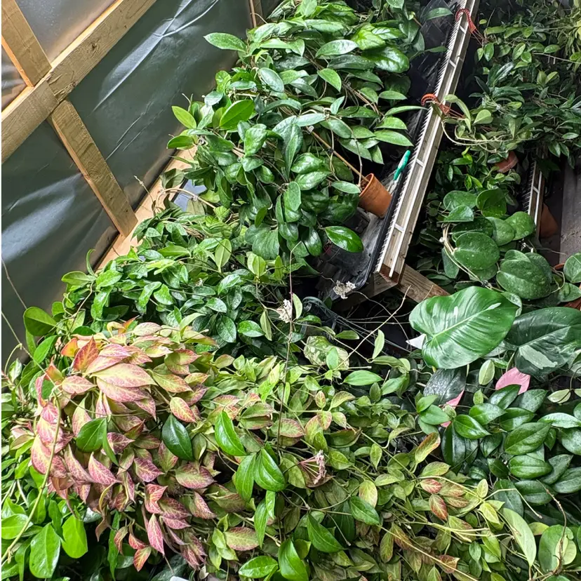 Kali’s Greenhouse Cutting Box