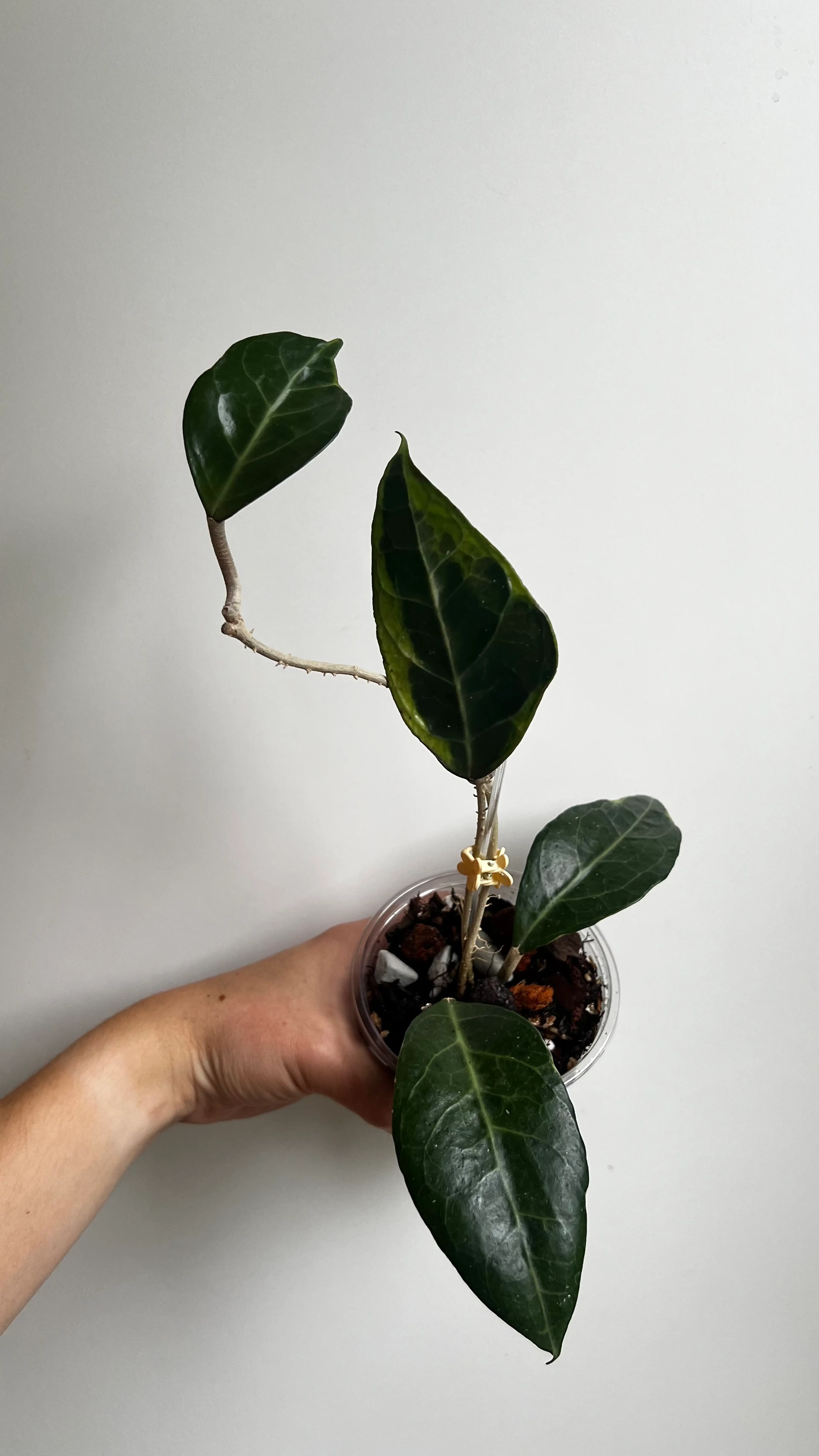 Image 4 of 10