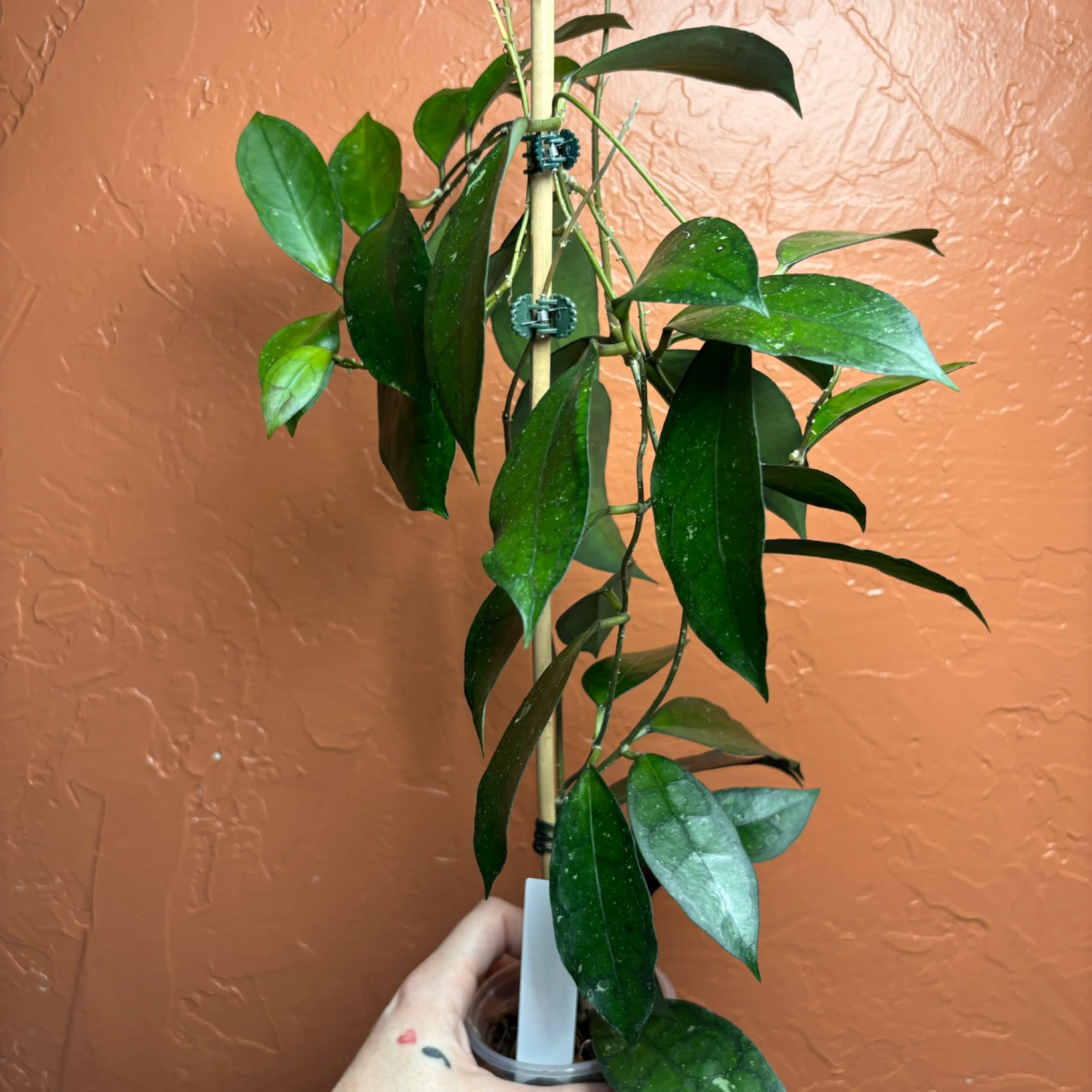 Image 3 of 5