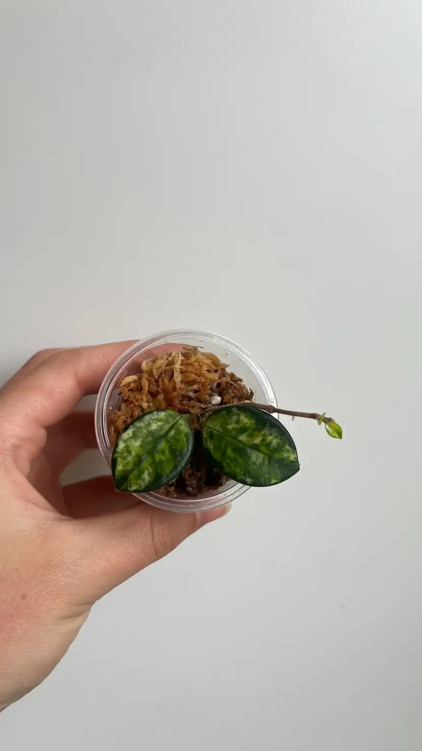 Hoya Mathilde Variegated