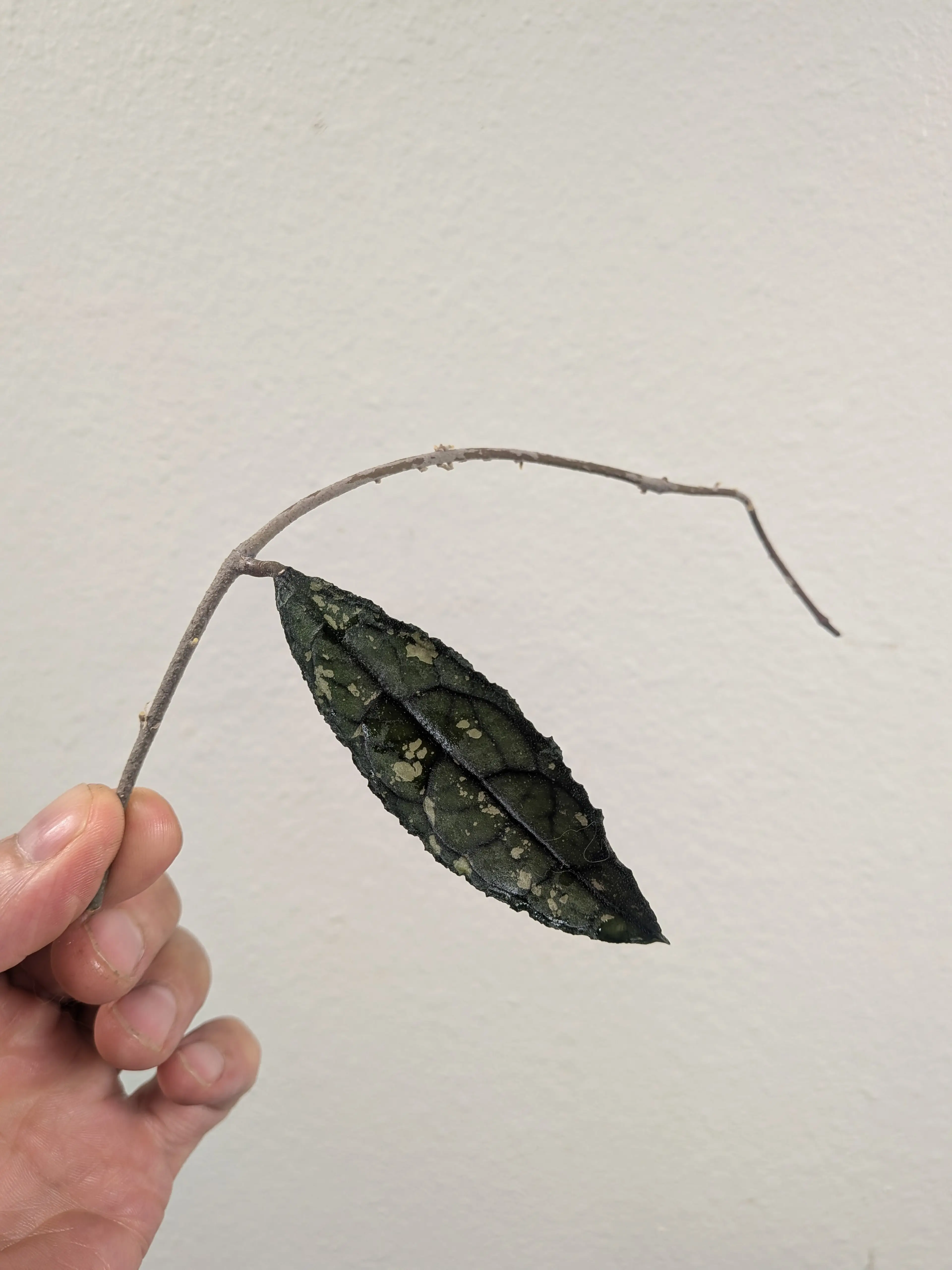 Image 4 of 5