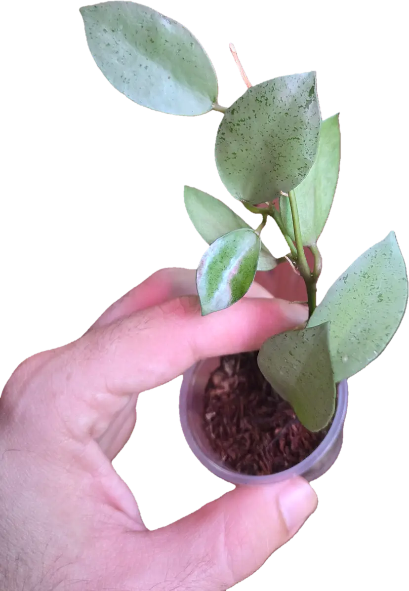 Hoya lacunosa Mint Coin