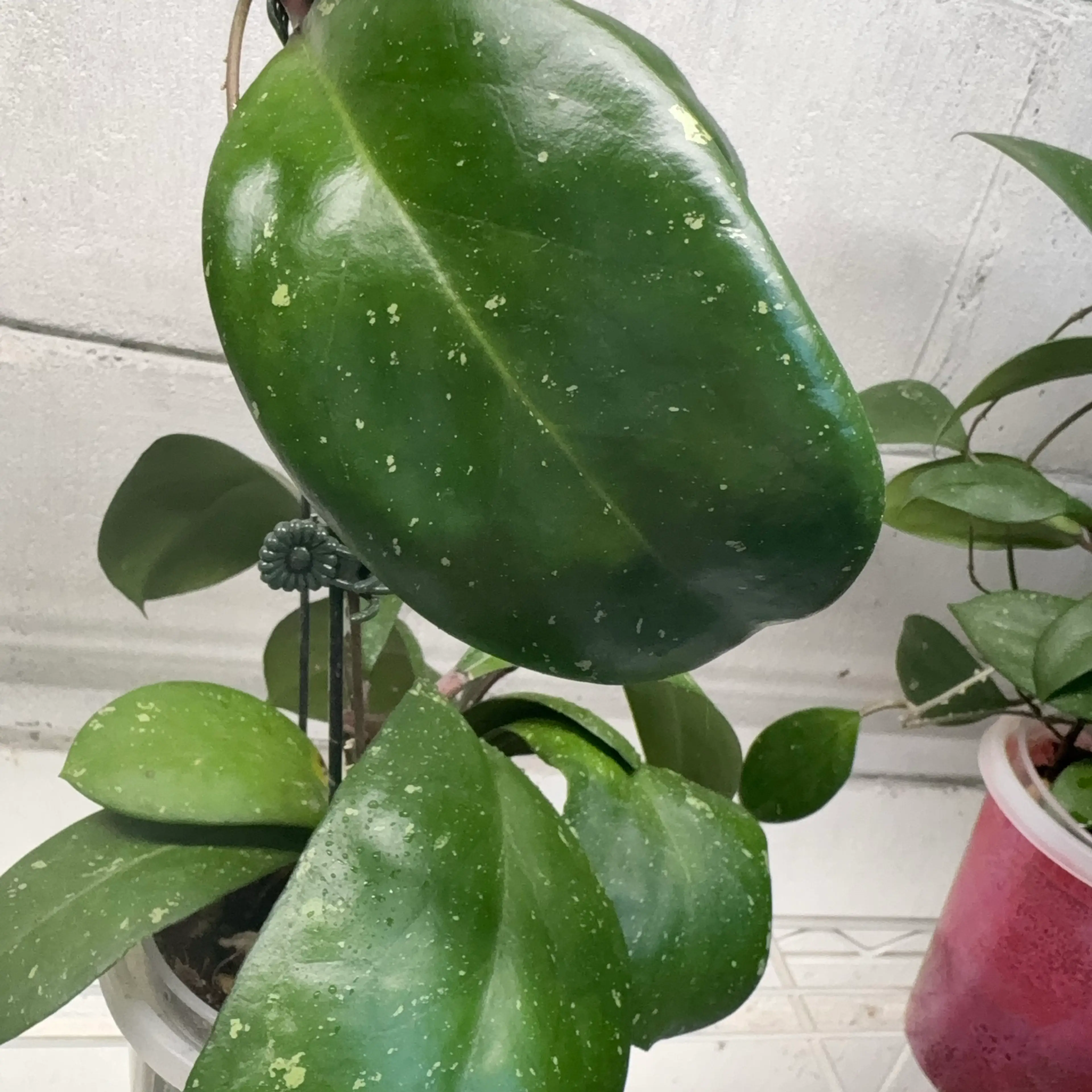 Image 4 of 4