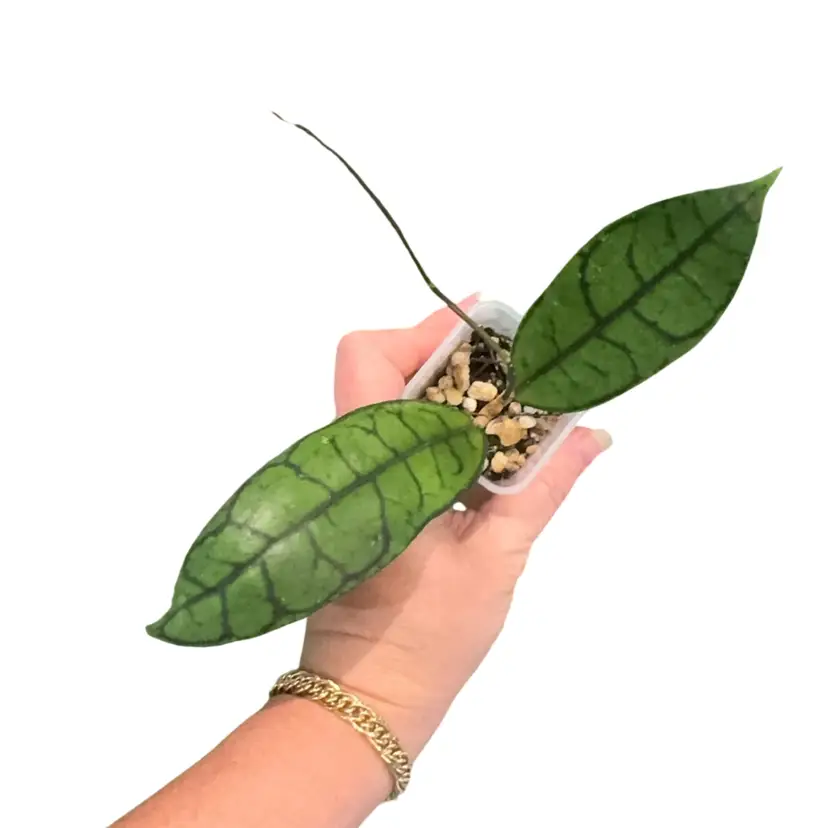 Callistophylla Angan