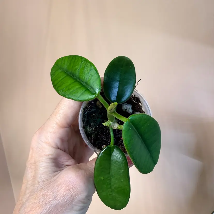 Hoya coronaria (red)