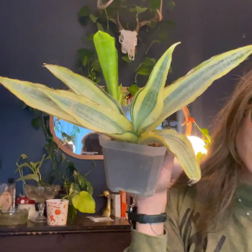 Snake plant