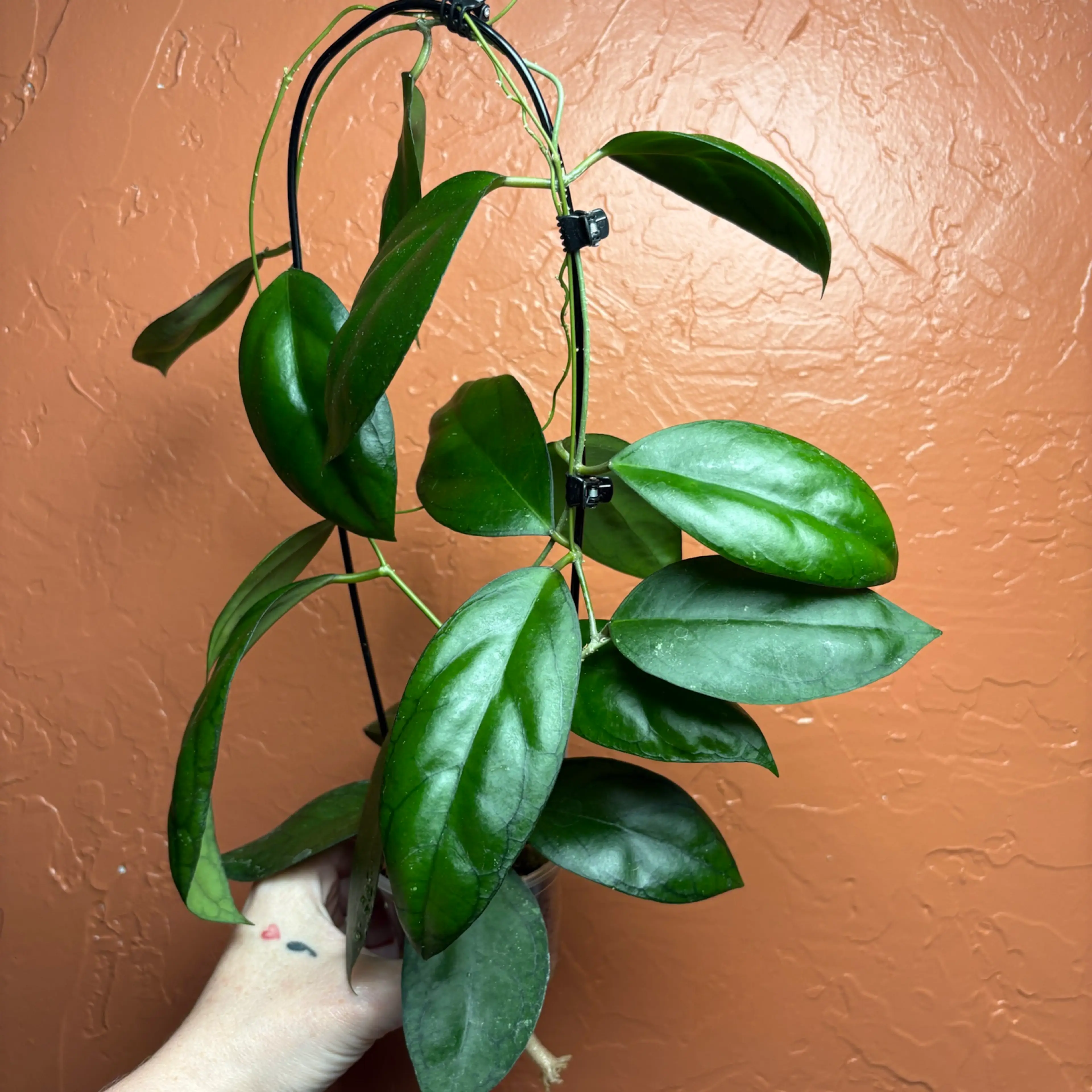 Image 2 of 5