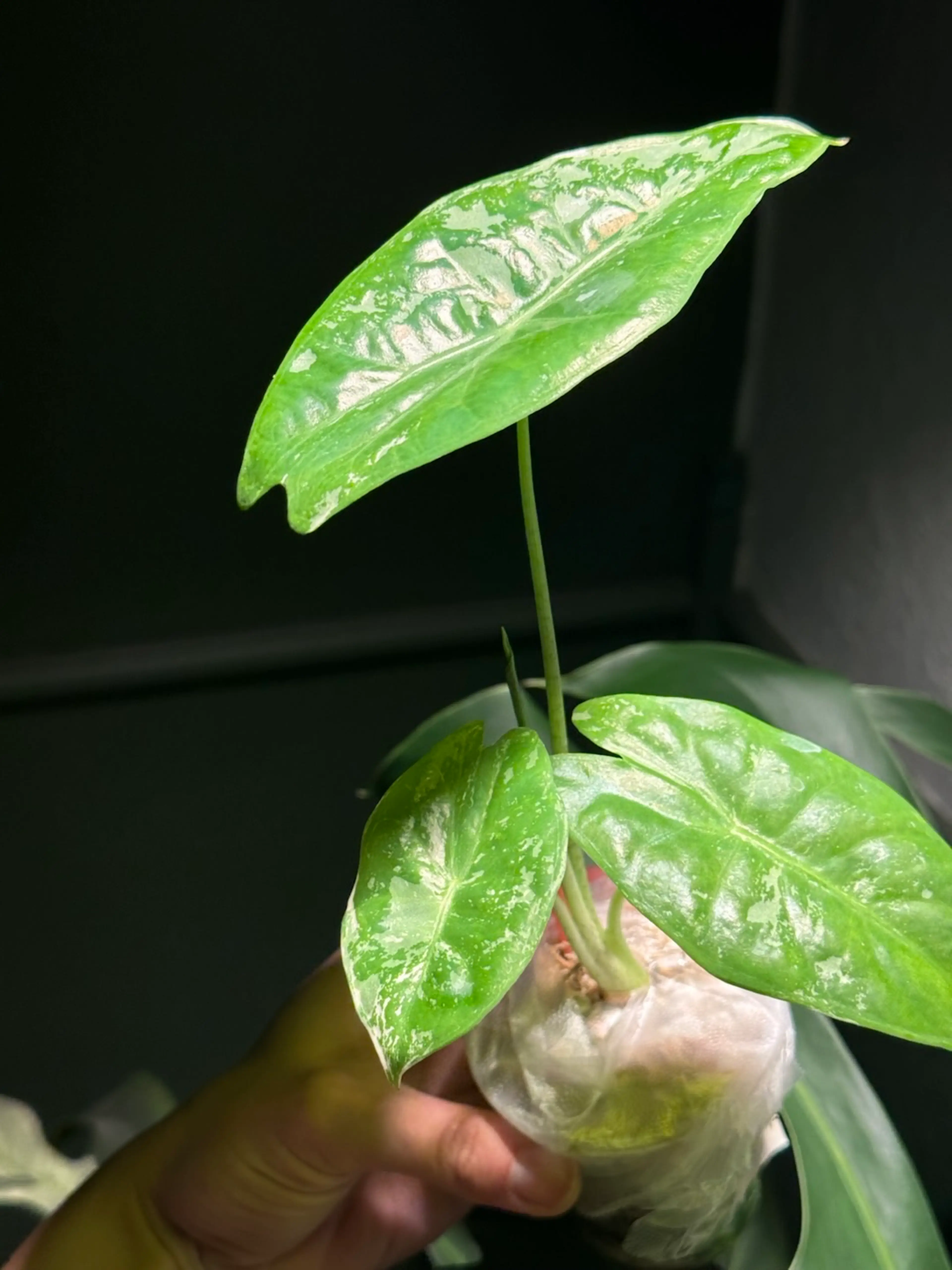Image 2 of 3