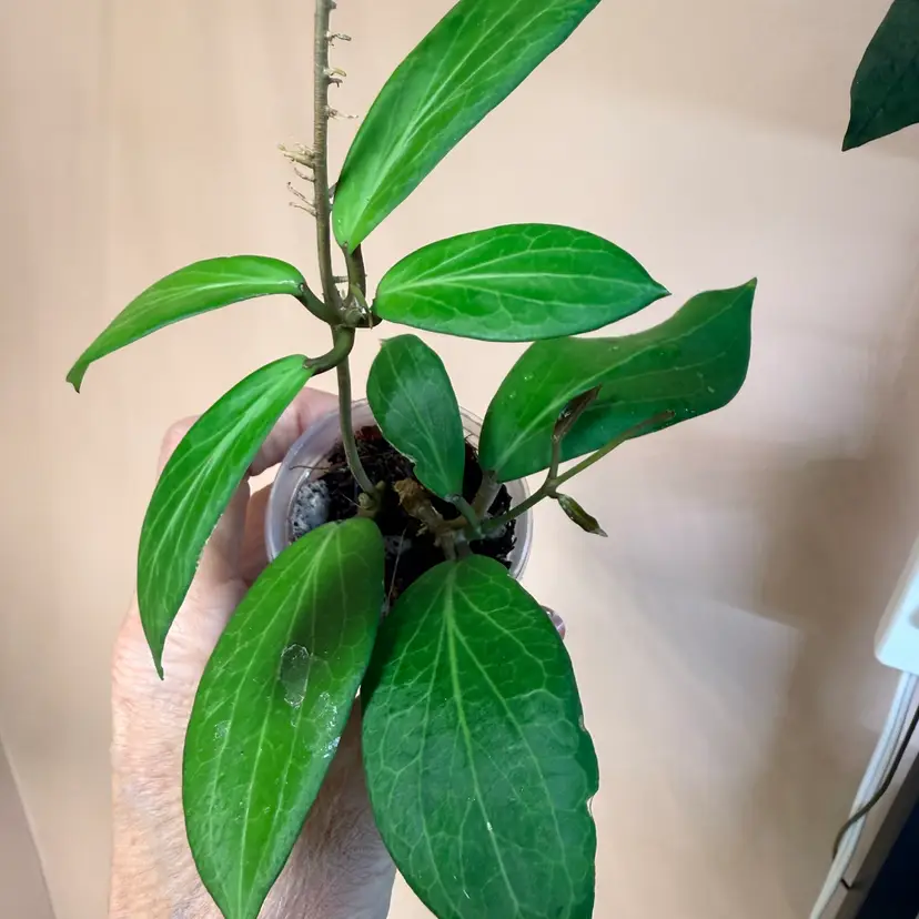 Hoya Philippines 1307-03