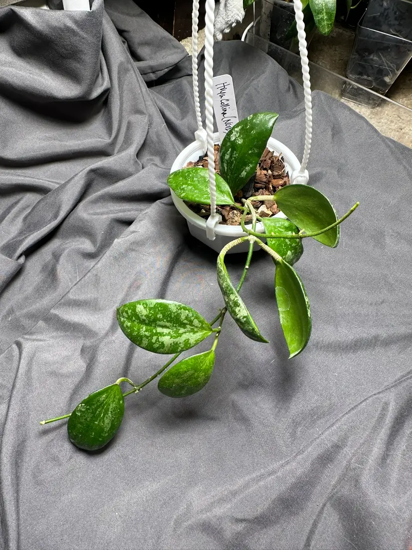 Hoya collina (NOID)