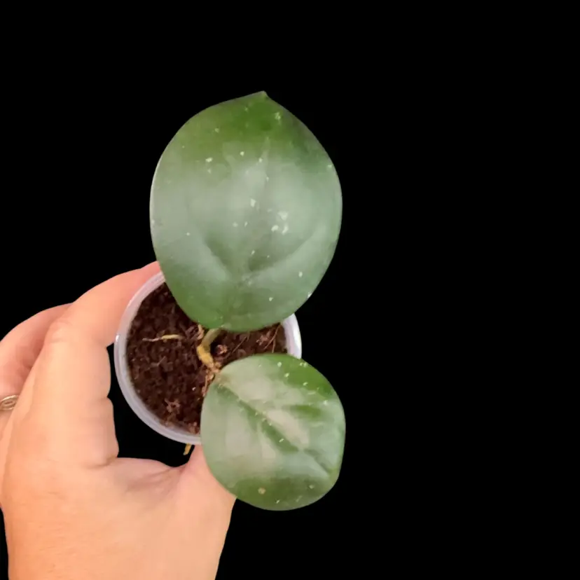 Hoya SMS ‘Frahns’  (Hat Son Paen x Carnosa)