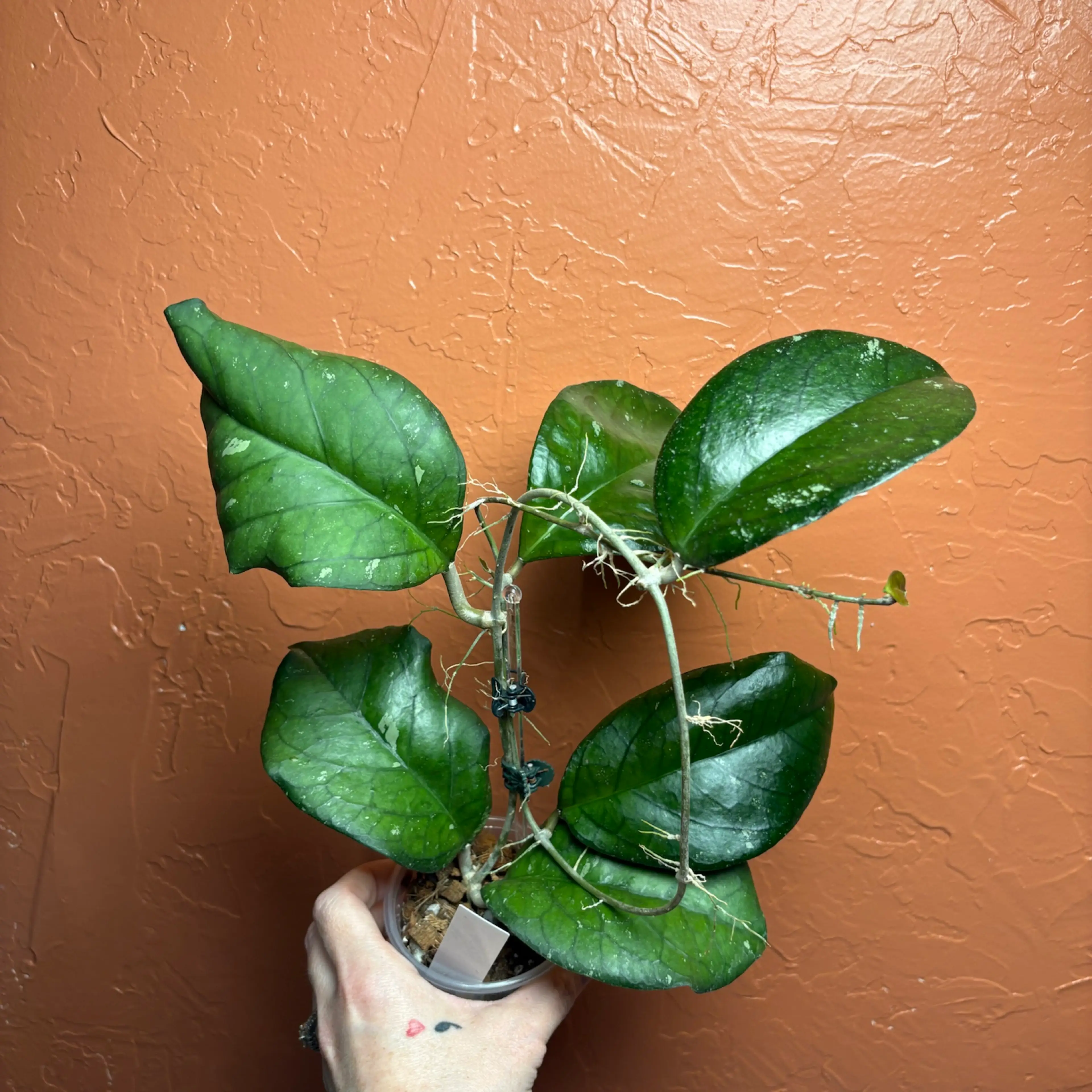 Image 3 of 4
