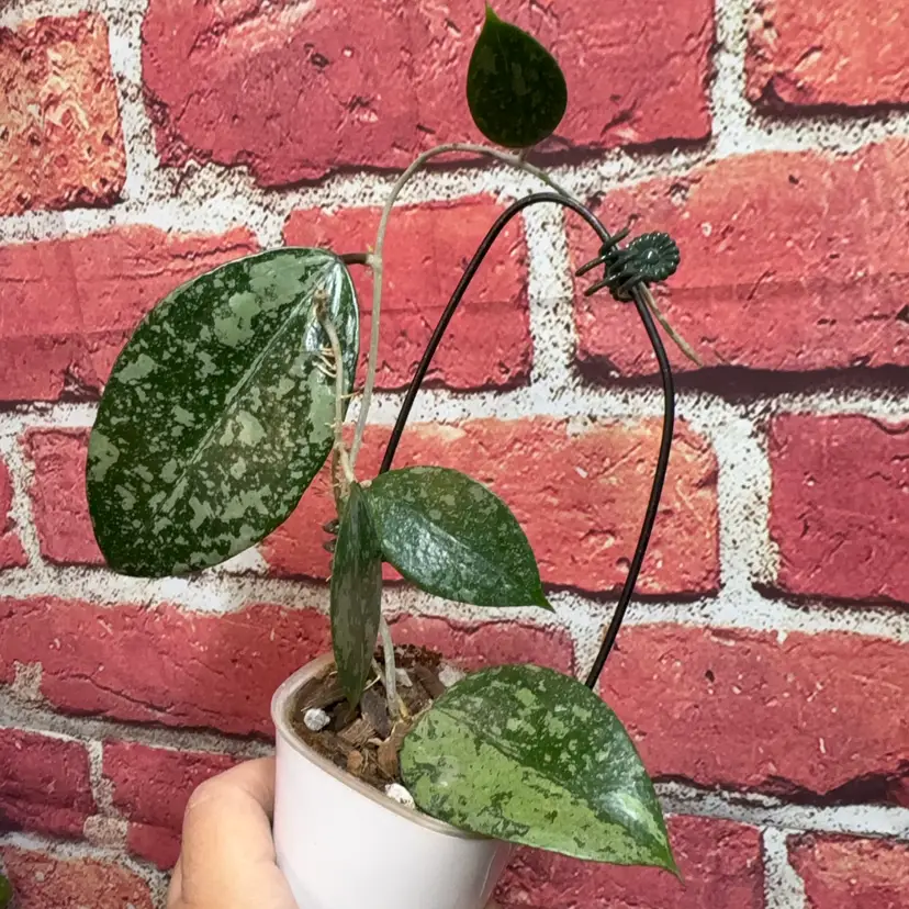 Hoya Nganjuk