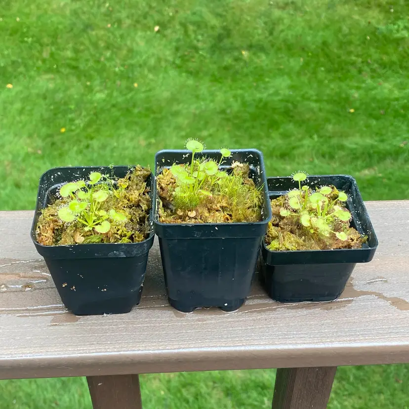 Hen and chicks sundew (Drosera prolifera)