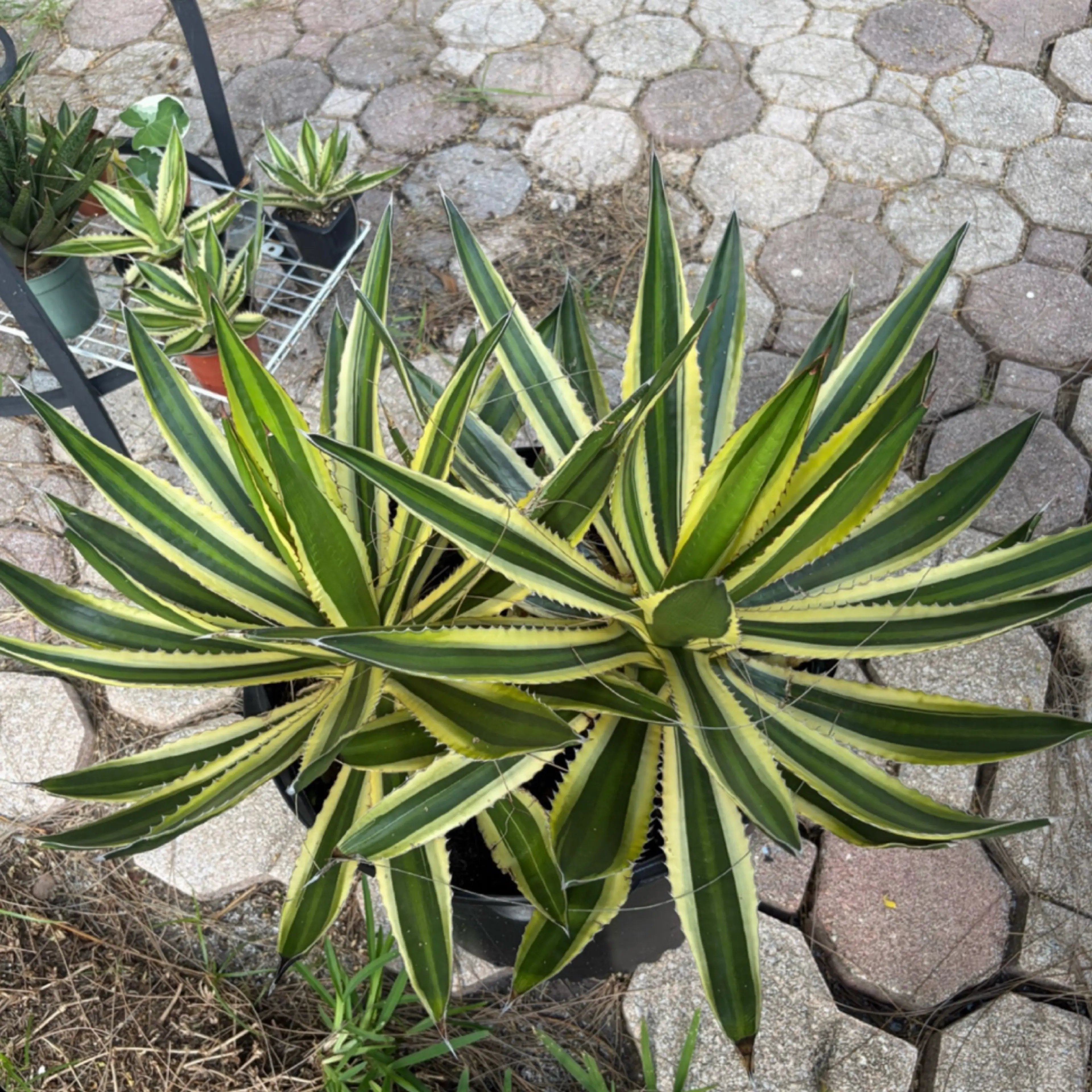 Image 2 of 2