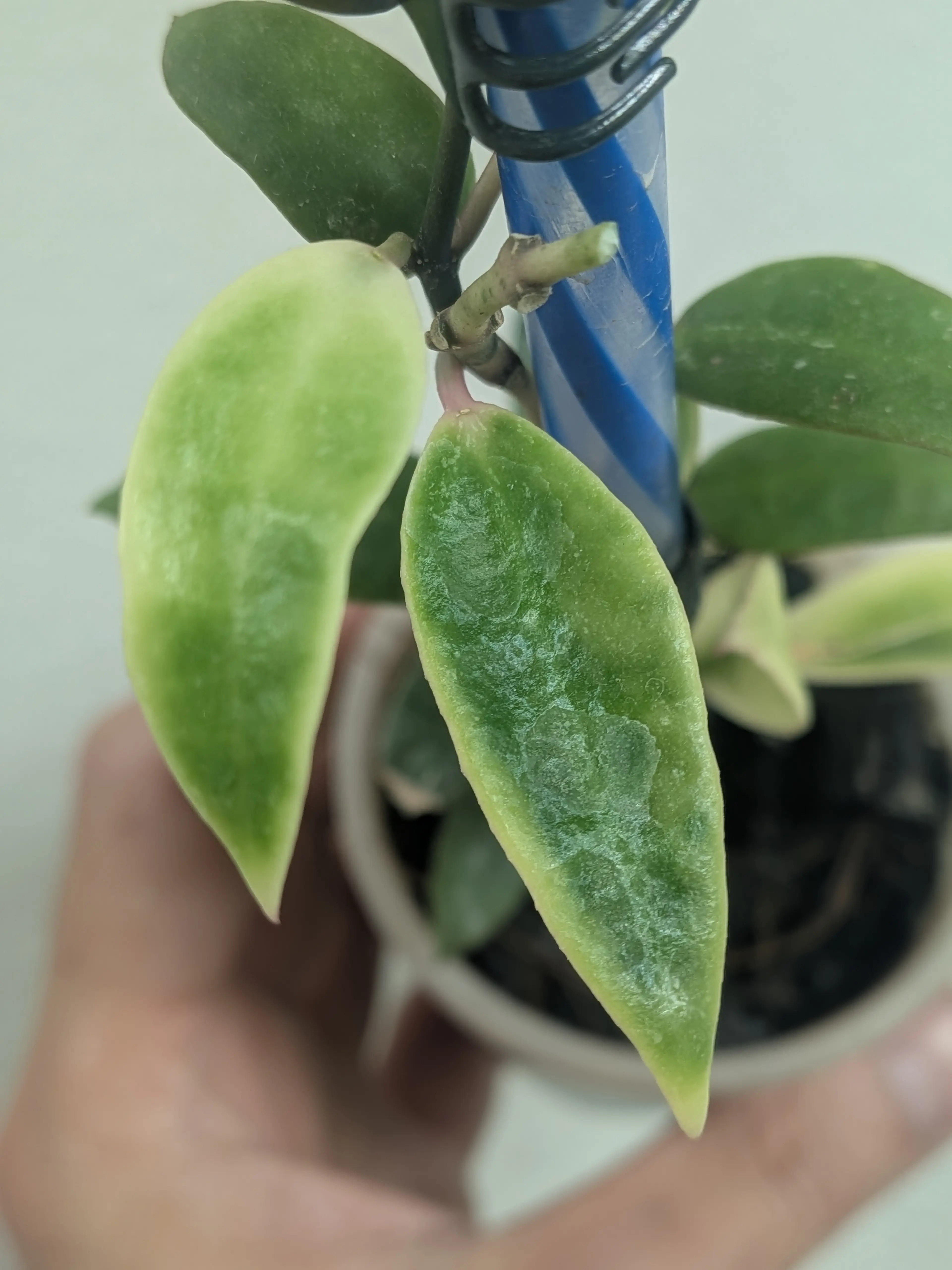 Image 3 of 7