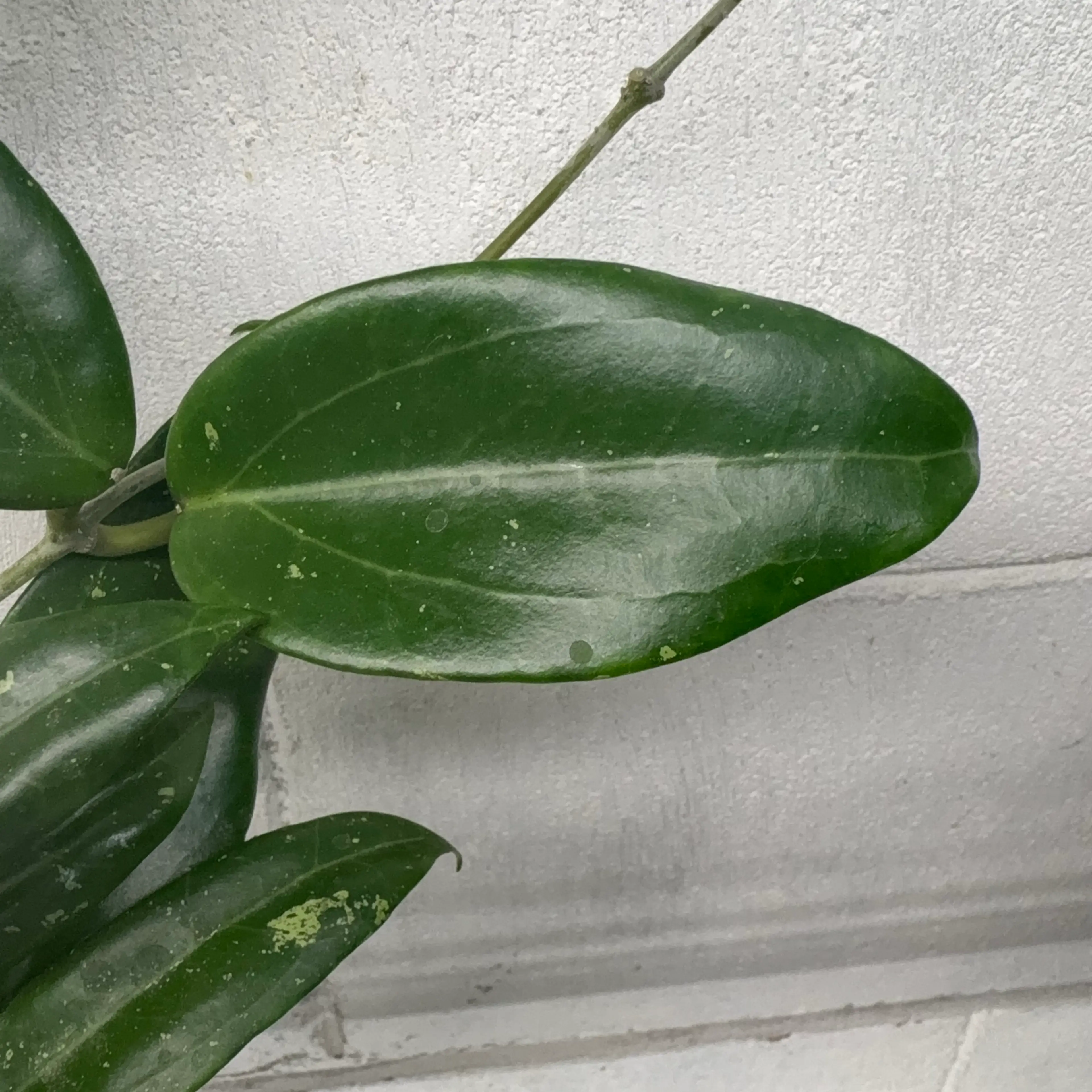 Image 2 of 4