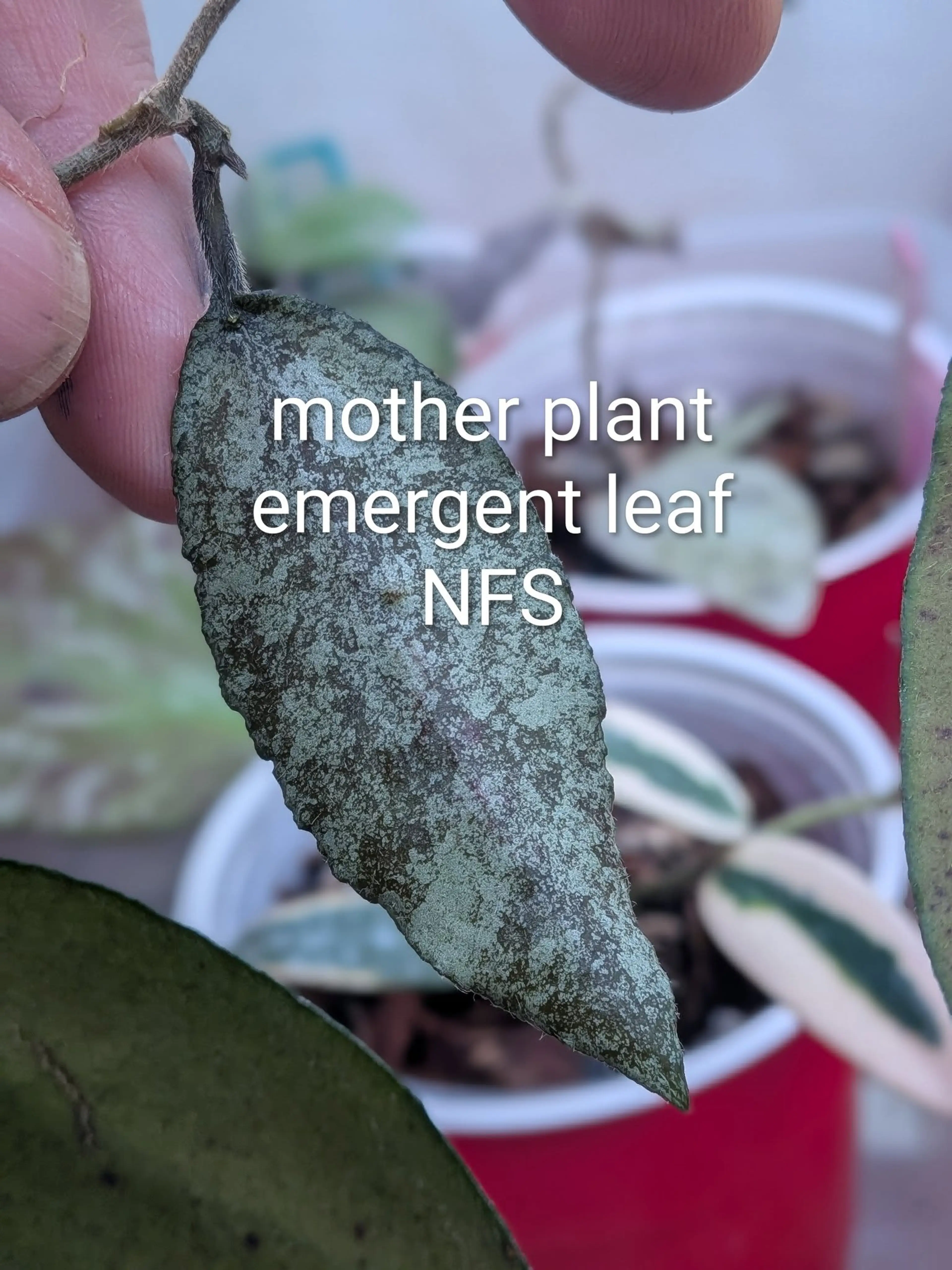 Image 2 of 3
