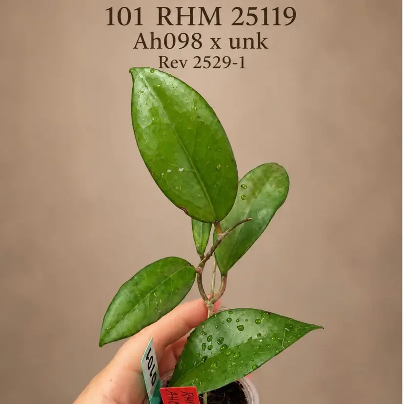 101 RHM 25119 
AH098 × unknown