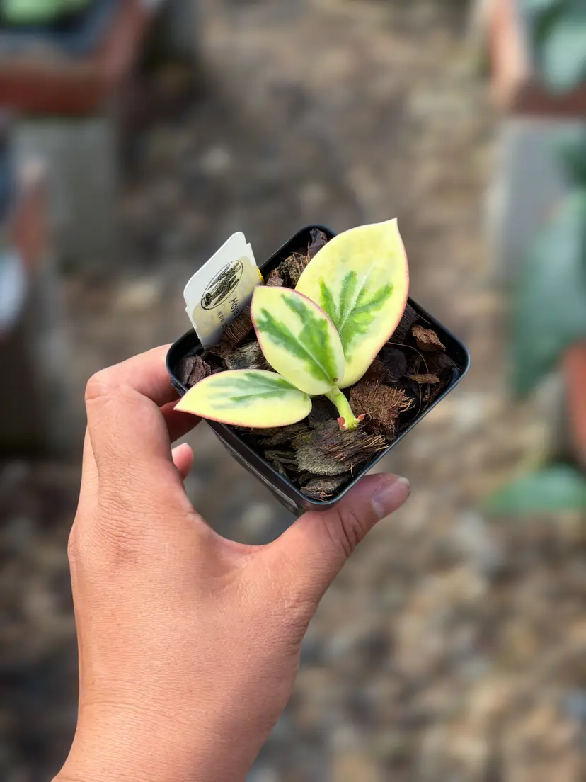 PS0112 - Hoya para ‘Emerald Frost’