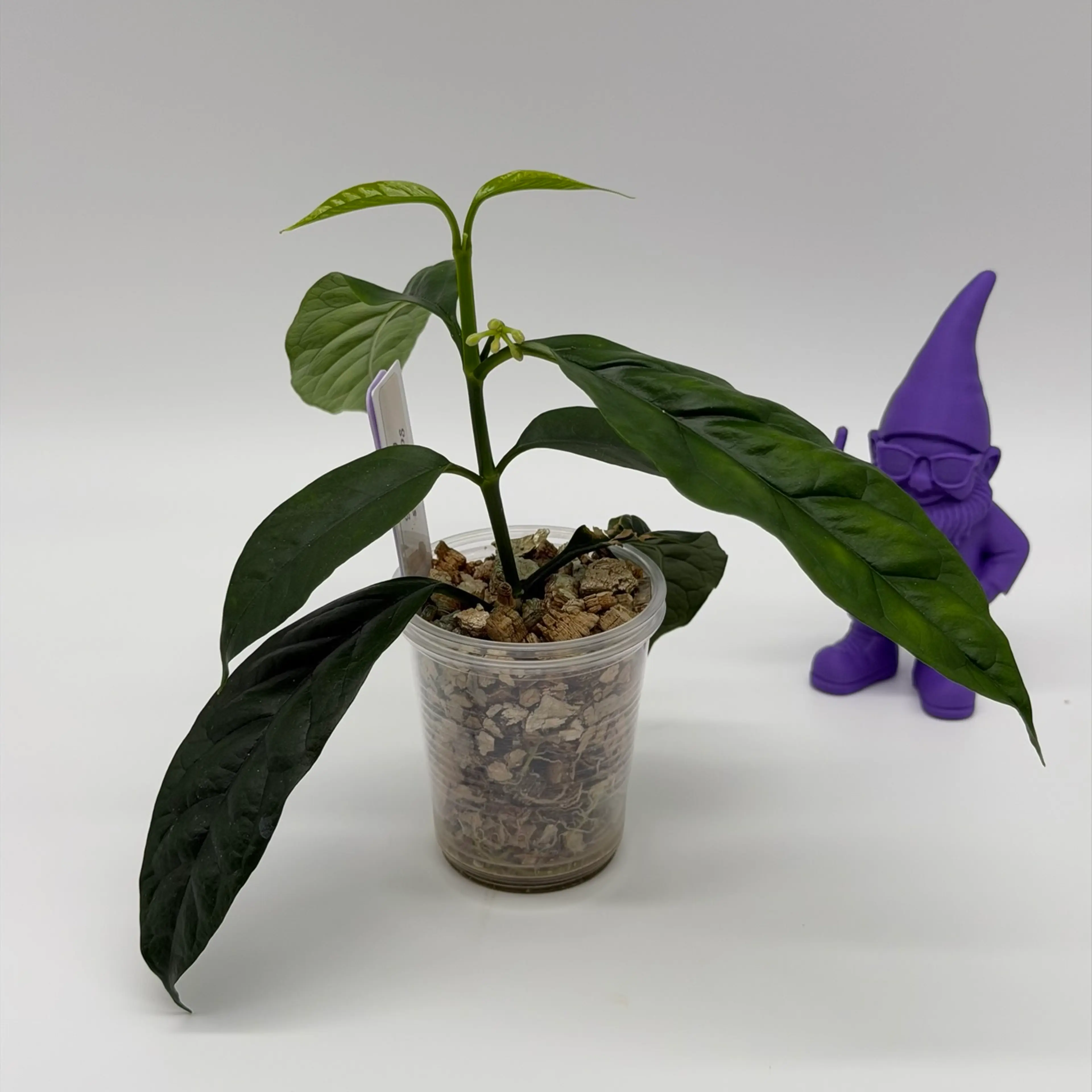 Image 2 of 4