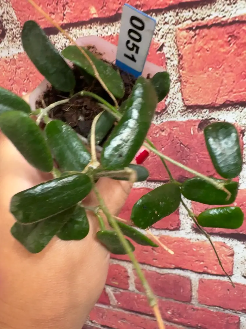 51 Hoya rotundiflora
